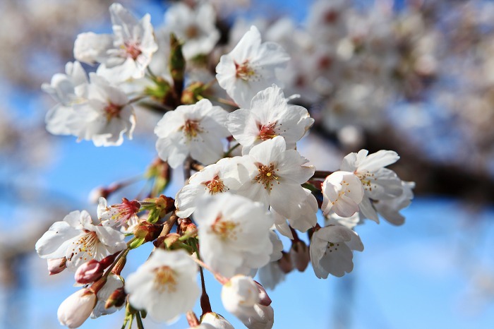 2014 桜 三尾御崎林道_a0294534_101543.jpg