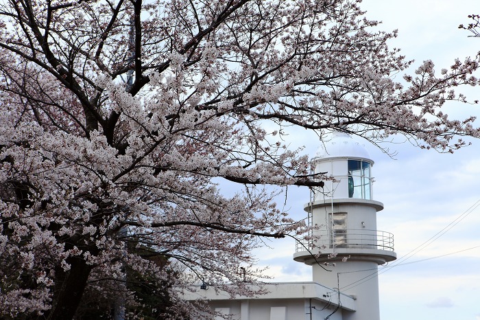 2014 桜 三尾御崎林道_a0294534_10172087.jpg