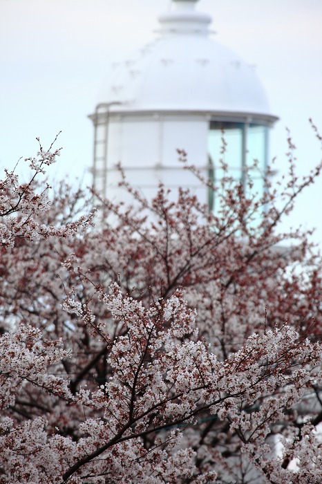 2014 桜 三尾御崎林道_a0294534_10175926.jpg