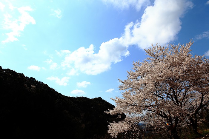 2014 桜 三尾御崎林道_a0294534_1092748.jpg