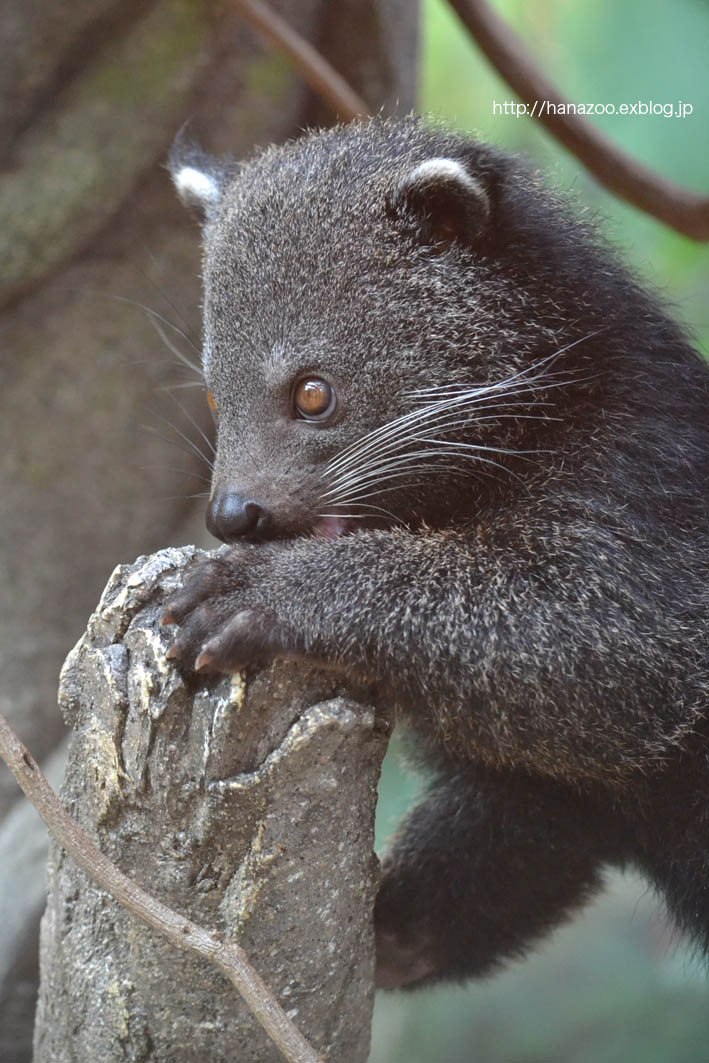 不思議カワイイ！ビントロング 3（福岡市動物園）_b0245634_2157438.jpg