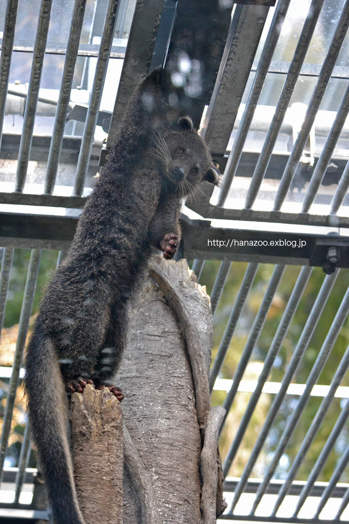 不思議カワイイ！ビントロング 3（福岡市動物園）_b0245634_21592385.jpg