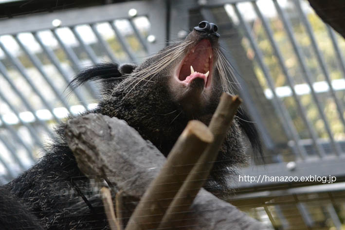 不思議カワイイ！ビントロング 3（福岡市動物園）_b0245634_221590.jpg