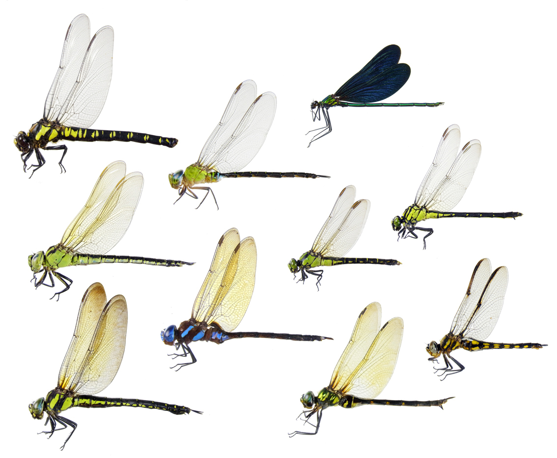 東京都のトンボ トンボの日々