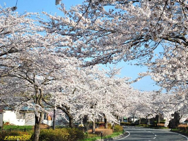 毛越寺から中尊寺の桜_c0225536_20144027.jpg