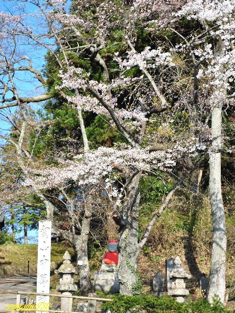 毛越寺から中尊寺の桜_c0225536_911791.jpg