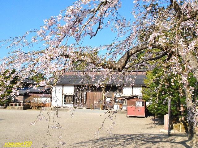 毛越寺から中尊寺の桜_c0225536_98126.jpg