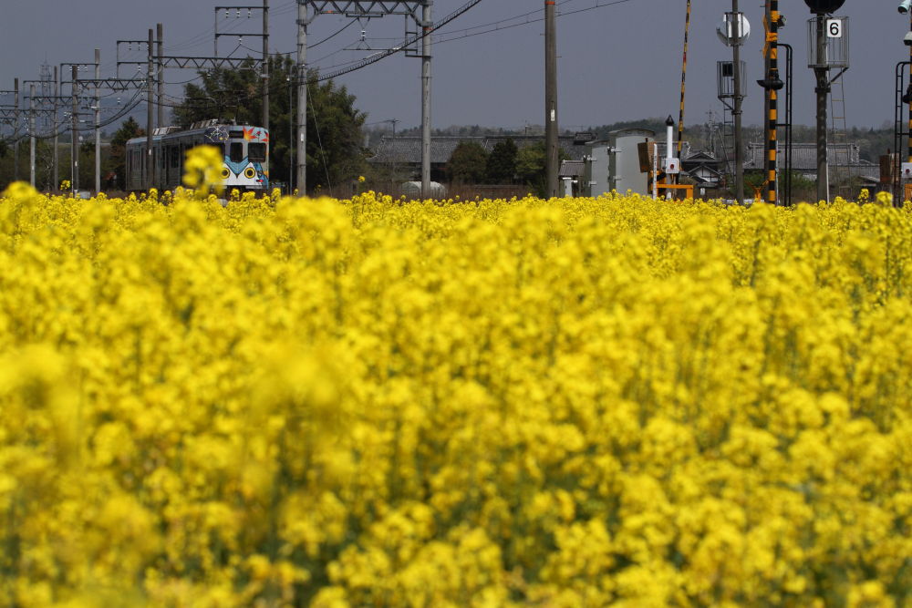 晴天で菜により！_d0226336_032017.jpg