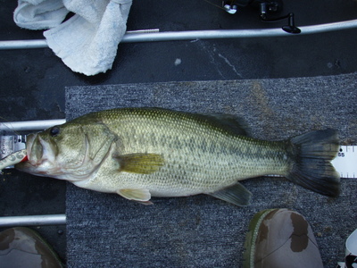 f0335637_2331781.jpg