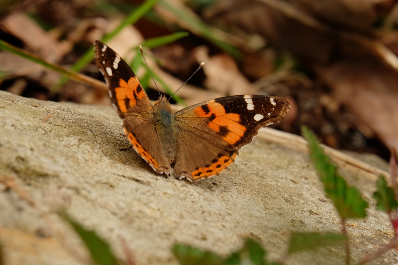 a0317247_827307.jpg