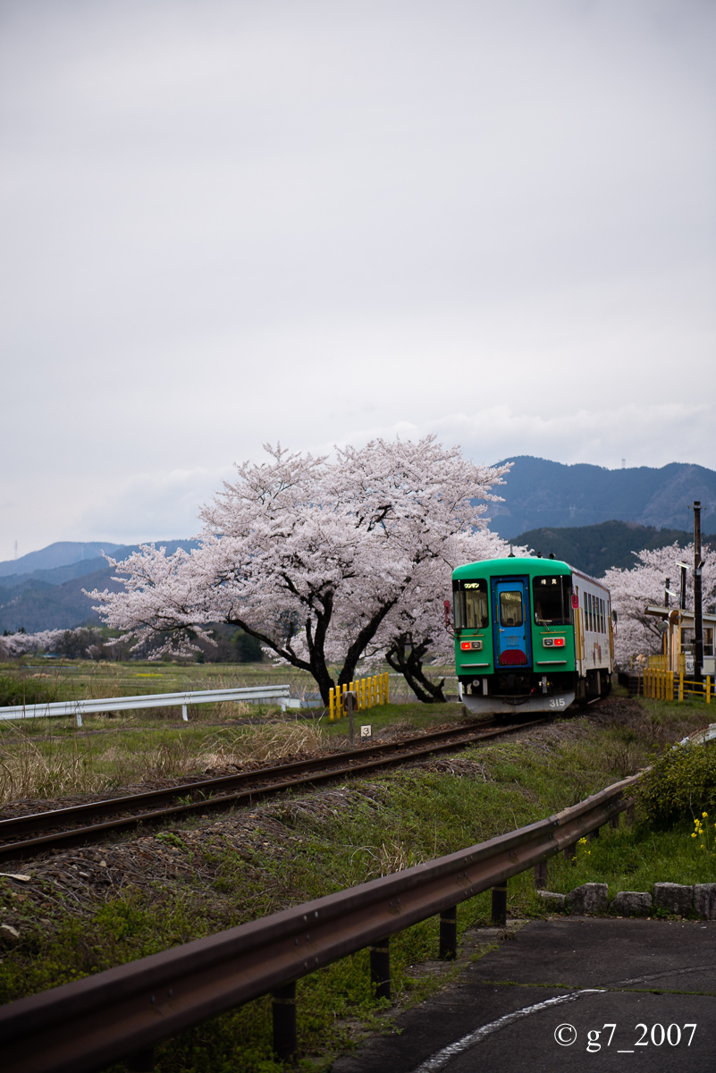 2014 桜 〜樽見鉄道 木知原駅〜_f0152550_014113.jpg