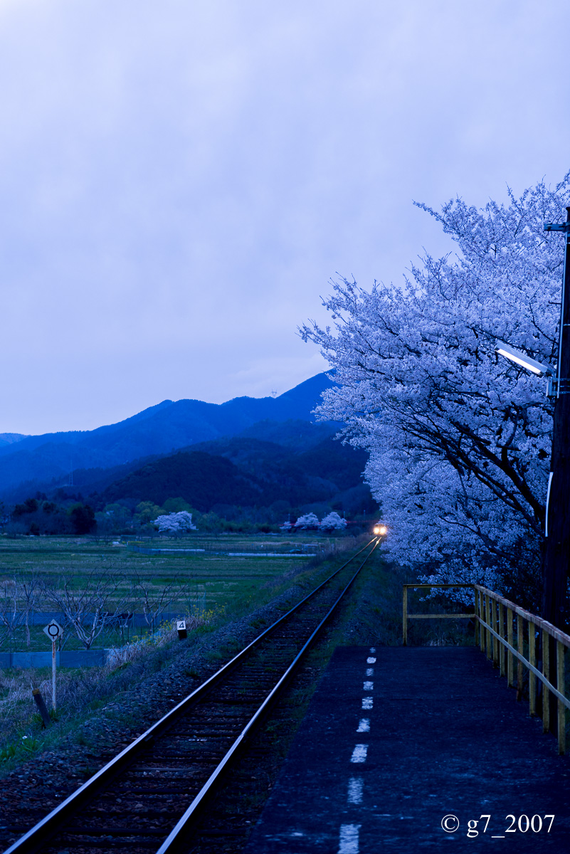 2014 桜 〜樽見鉄道 木知原駅〜_f0152550_031336.jpg