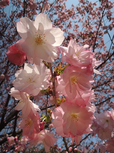 お花見＠鳥屋野潟公園　2014年春_e0047657_18133.jpg