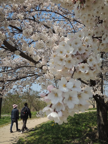 お花見＠鳥屋野潟公園　2014年春_e0047657_1842681.jpg