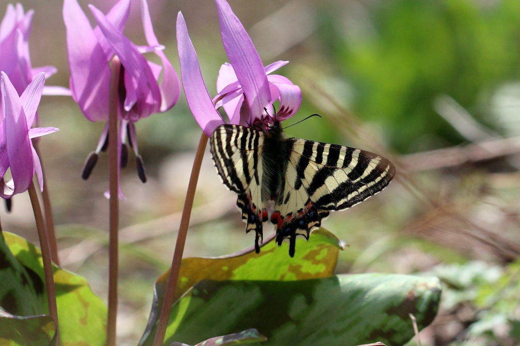 カタクリとギフチョウ カタクリとギフチョウ (2021年3月) - 蜻蛉と蟷螂