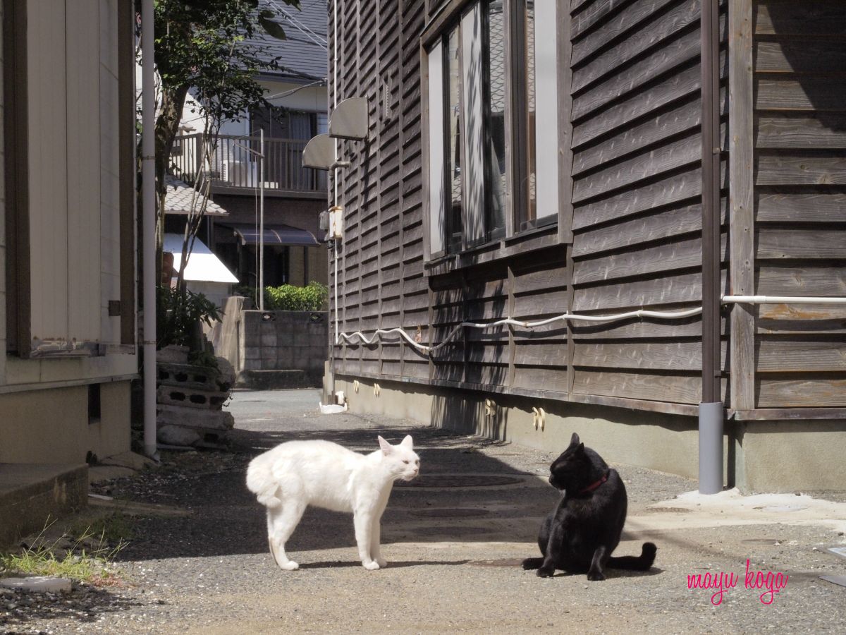 福岡の猫島・相島に行ってみた　LOVEちゃん_e0255060_12375500.jpg