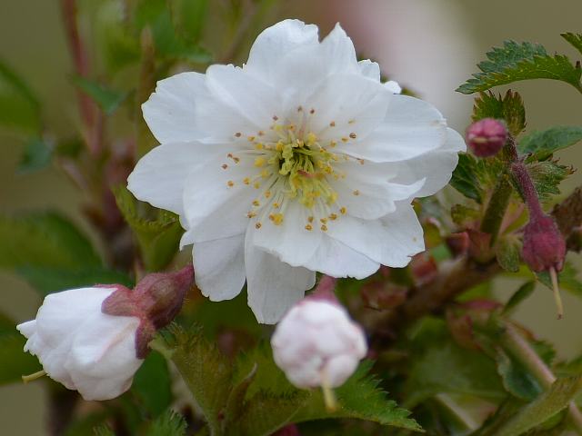 富士菊桜（フジキクザクラ）_d0125765_14471822.jpg