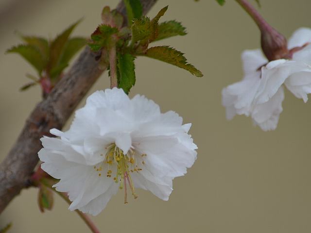 富士菊桜（フジキクザクラ）_d0125765_14473189.jpg