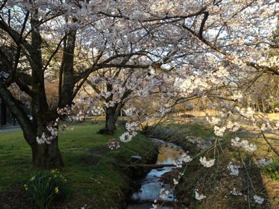 能登の桜_e0092767_14551557.jpg