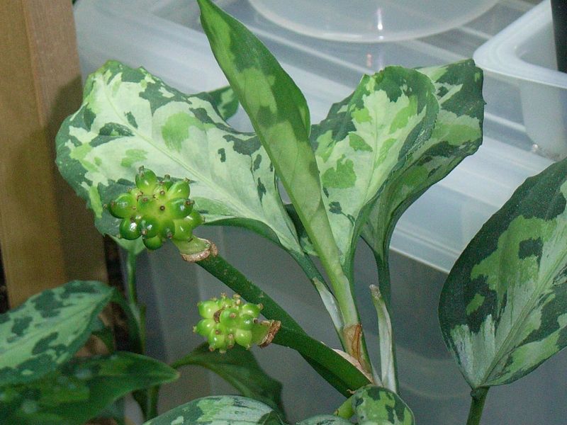 d0249970_2142537.jpg