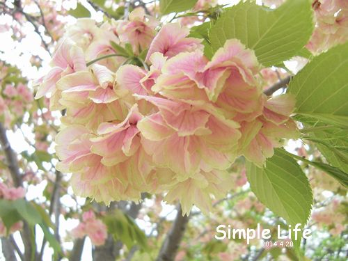 淡黄からピンクへ 鬱金 ウコン 桜 Simple Life