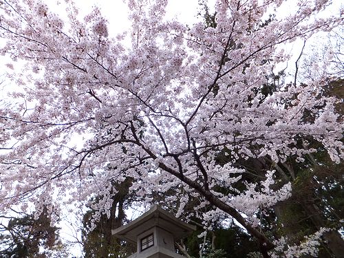 塩竈神社の桜_d0179686_1852215.jpg