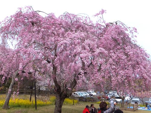 塩竈神社の桜_d0179686_188762.jpg