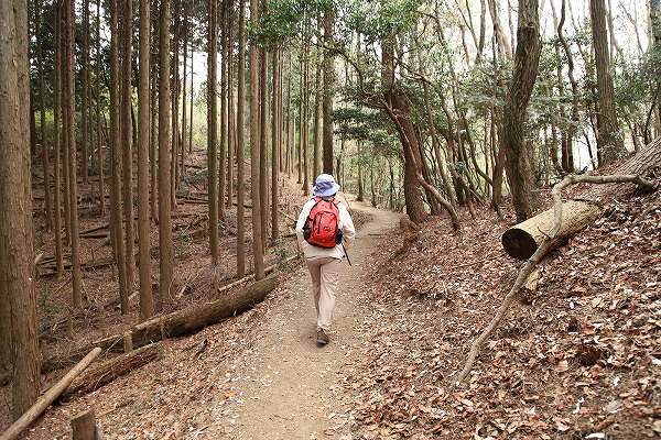 ほぼ気まぐれ「今日のポンポン山　カタクリ終焉の巻」_f0073587_21141976.jpg