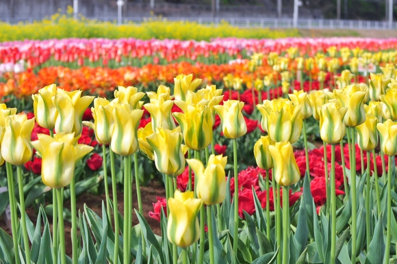 佐倉チューリップフェスタ2014_a0126590_1513335.jpg