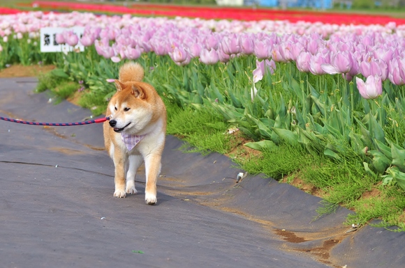 かぼすちゃんの花畑 Kabosu\'s flower garden._a0126590_18472713.jpg