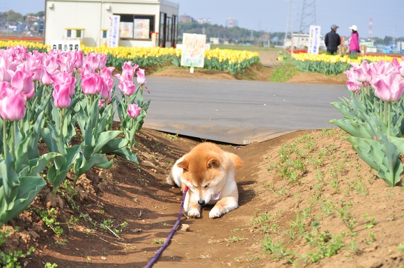 かぼすちゃんの花畑 Kabosu\'s flower garden._a0126590_20375919.jpg