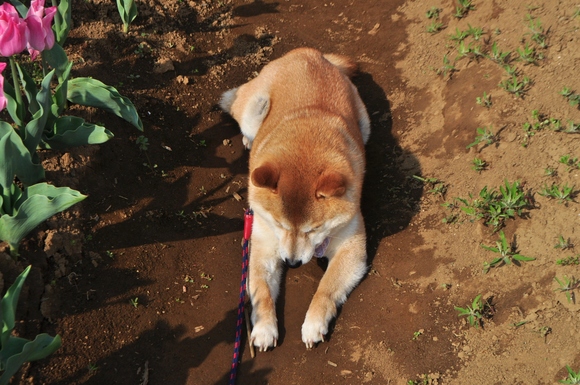 かぼすちゃんの花畑 Kabosu\'s flower garden._a0126590_20385935.jpg
