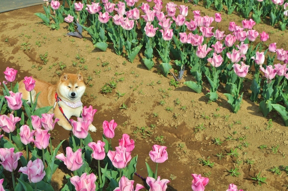かぼすちゃんの花畑 Kabosu\'s flower garden._a0126590_20581451.jpg
