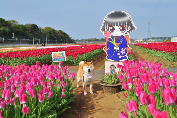 かぼすちゃんの花畑 Kabosu\'s flower garden._a0126590_2113032.jpg
