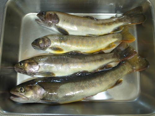 2014 九頭竜の岩魚 _e0271890_22013125.png