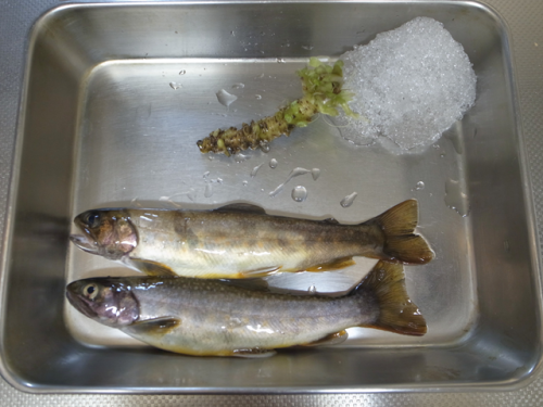 2014 九頭竜の岩魚 _e0271890_22030566.png