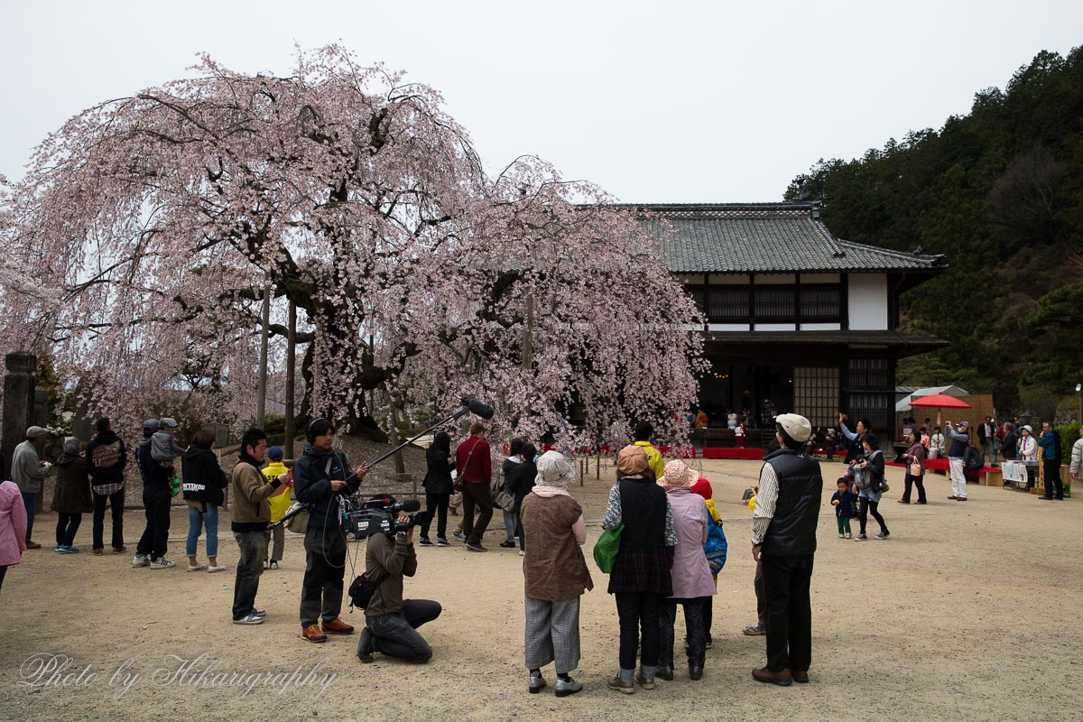 麻績の里 舞台桜_c0298391_17152820.jpg