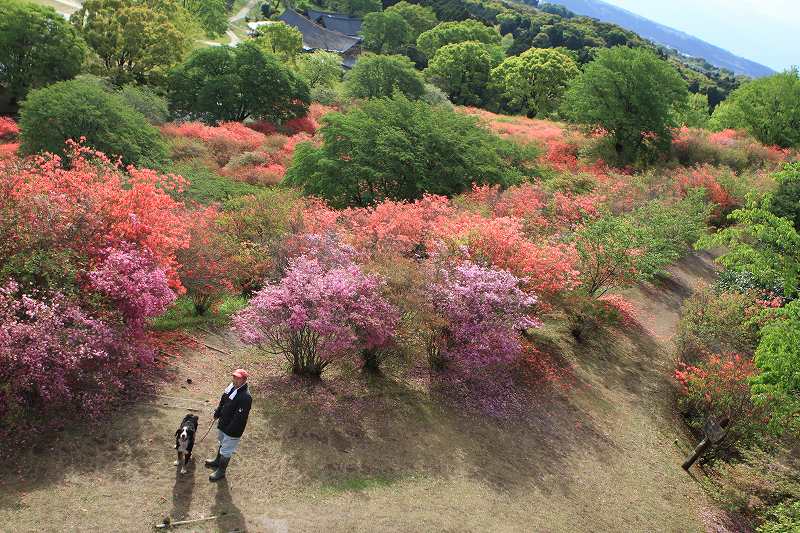 高取山のみつばつつじ_e0145693_0512514.jpg