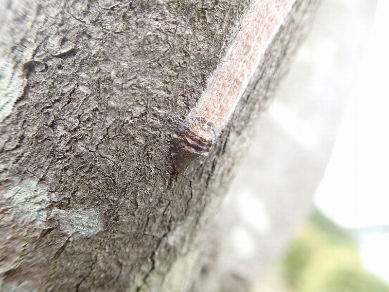 種名をナガワタカイガラムシに訂正 虫央堂