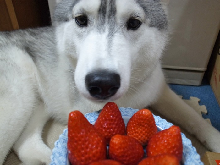 c0049299_21232477.jpg