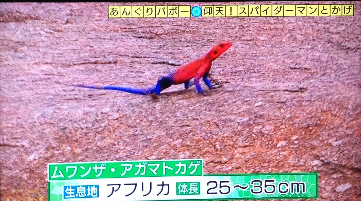 謎な生き物 や不思議な木 ゞ 猫丸ねずみの大荒れトーク 謎な生き物 や不思議な木 ゞ 猫丸ねずみの大荒れトーク