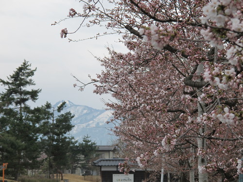 松が岬公園から米沢キャンパスへ歩く・・・２_c0075701_19162745.jpg