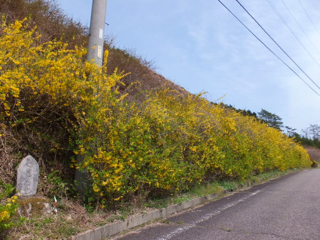 ふるさとの春風景_a0271502_8413069.jpg