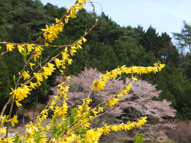 ふるさとの春風景_a0271502_8421536.jpg