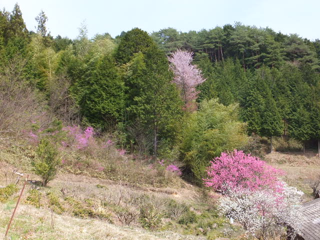 ふるさとの春風景_a0271502_854099.jpg