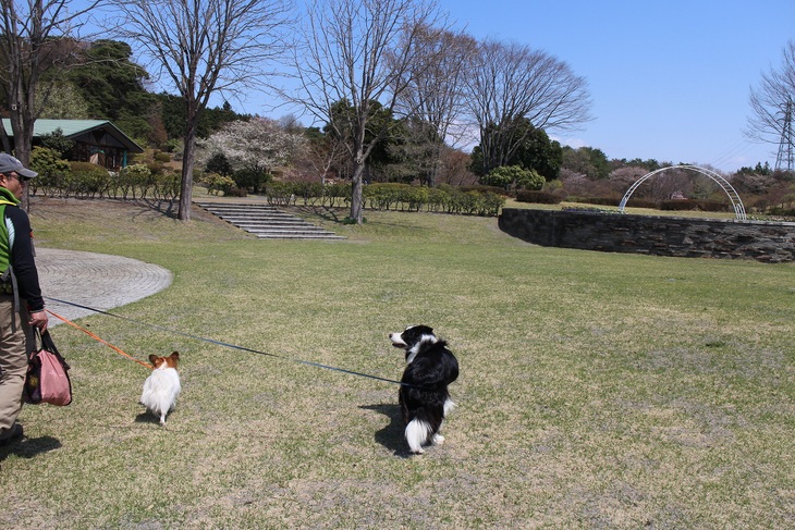 桜出張　その①_f0034602_20264749.jpg