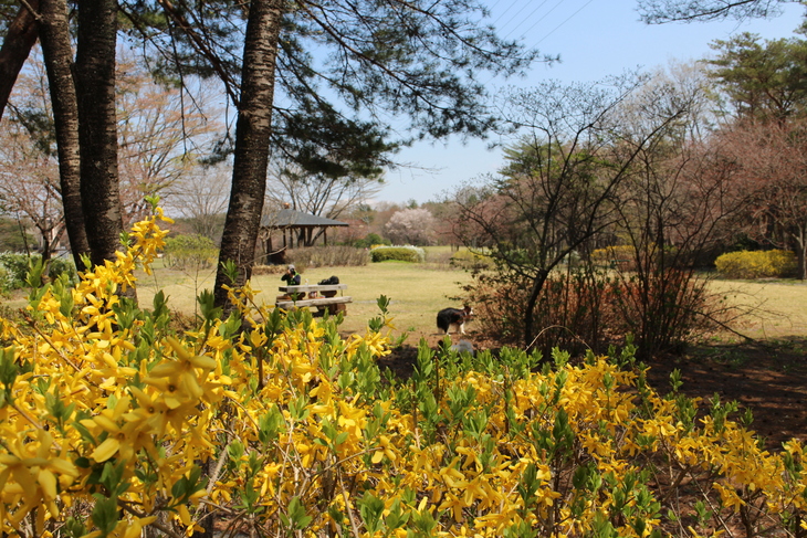 桜出張　その①_f0034602_2032125.jpg