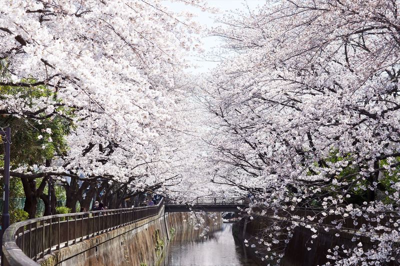 ソーヤングな桜２０１４。_e0262305_2331080.jpg