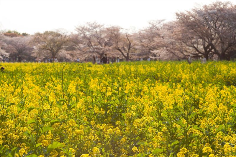 ソーヤングな桜２０１４。_e0262305_23474493.jpg