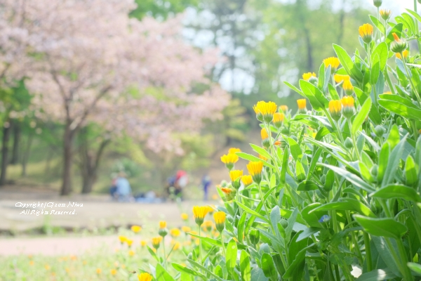 春散歩＠三ツ池公園_b0253706_9321852.jpg